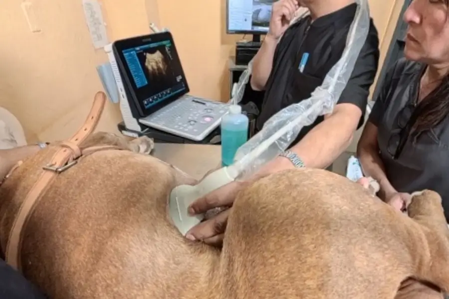 Hospitalización
